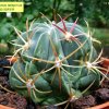 Ferocactus _latispinus _ssp.spiralis _08